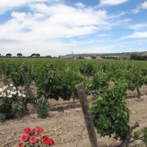 viñedo de abadia retuerta