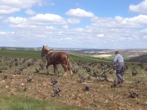 Garnacha cheval 2