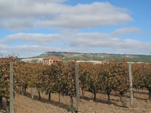 IMG_1869