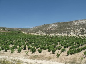 IMG_0207